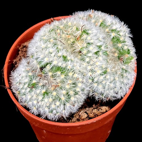 Mammillaria formosa cristata - mammillaria,