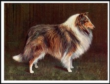 COLLIE ROUGH NAMED VINTAGE