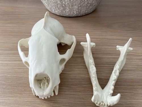 Replica badger skull - badger,