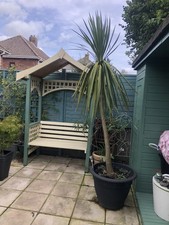 CORDYLINE AUSTRALIS TORBAY