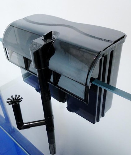 External aquarium fish - external,