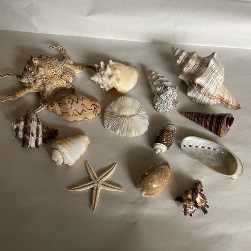 Vintage sea shell collection - sea,