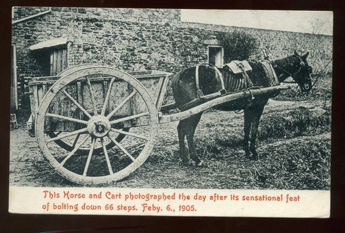 Channel islands jersey horse - islands,