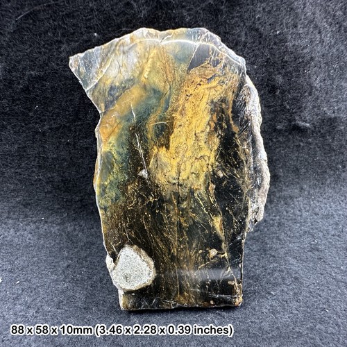 Opalised petrified fossil