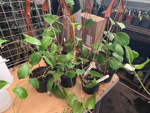 Hoya mirille arge plant a - arge,
