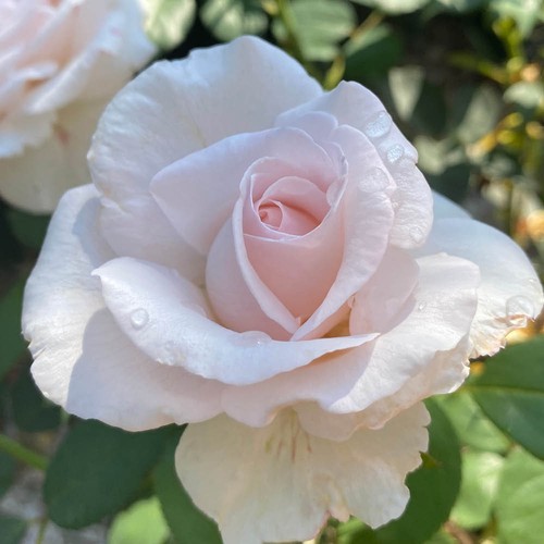 Rose simon - 'simon's,