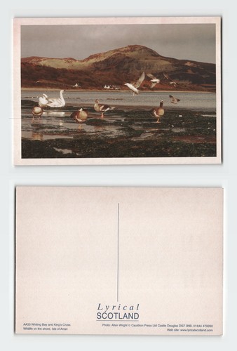 Vintage postcard whiting bay - postcard,