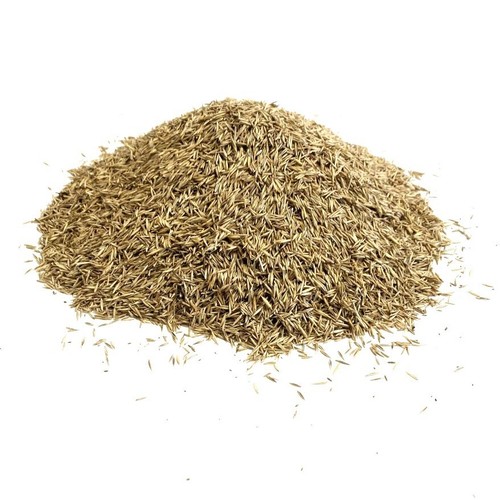 Lawn grass seed 2kg - seed,