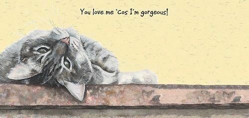 Funny black white grey cat