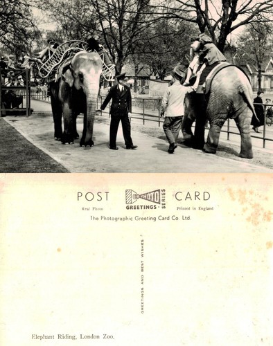 Vintage postcard elephant - vintage,