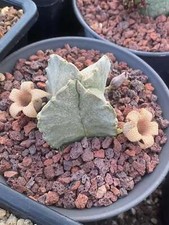 Whitesloanea crassa