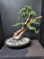 )Tanuki Needle Juniper Bonsai Tree  Medium/large