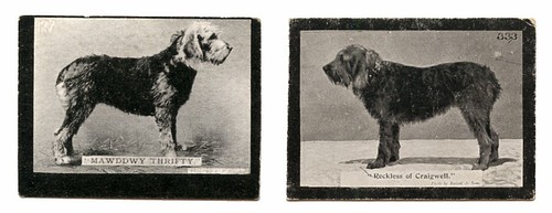 Otterhound dog vintage - otterhound,