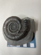 Dactylioceras tenuicostatum