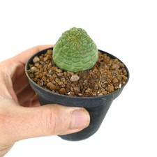 Trichocaulon cactiformis BIG