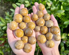 Sea Urchin Fossils, Natural
