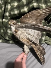Taxidermy/Sparrow Hawk