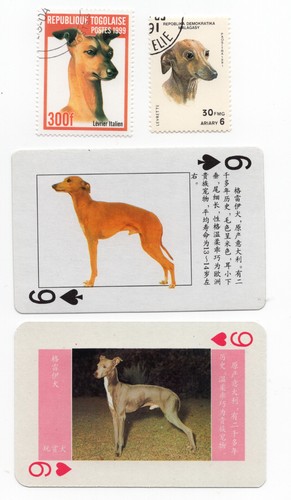 Italian greyhound collection - italian,
