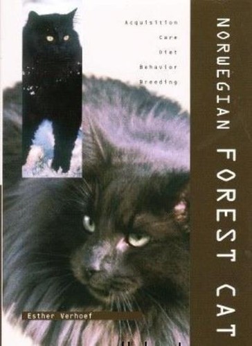 Norwegian forest cat - norwegian,
