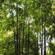 Black Bamboo Cane Plant