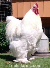 12+ ~GIANT LARGE FOWL~ COCHIN