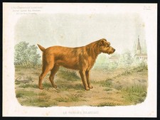 Chien de Saint-Hubert – Antique 1885 Bloodhound Print | Hunting Dog