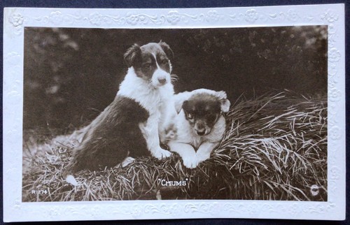 Dog postcard border collie - border,