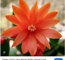 Rhipsalidopsis Gaertneri