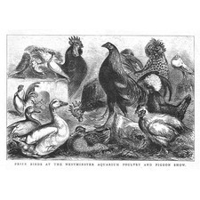 LONDON Birds at the Westminster Poultry & Pigeon Show - Antique Print 1877