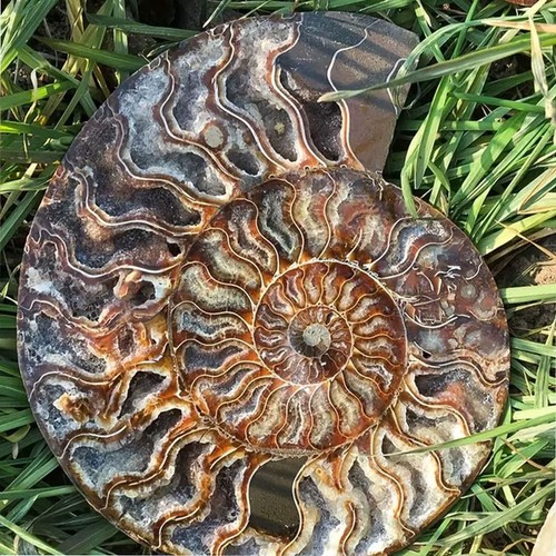 Natural ammonite fossil