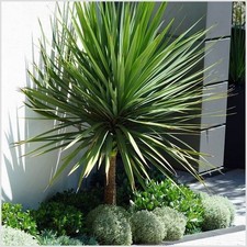 Litre cordyline - 2,