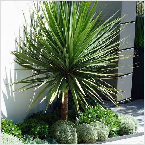 Litre cordyline - 2,