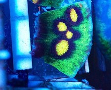 WYSIWYG Raja Rampage Chalice LPS coral marine frag not SPS Zoa salt carbon 1