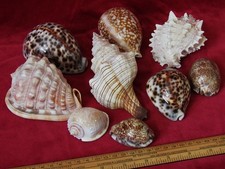 Tropical sea shells - shells, cowrie
