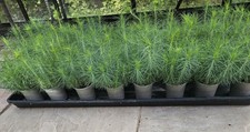 20 Mexican Weeping Pine (Pinus Patula) Seedlings 4 - 6 Inches Tall