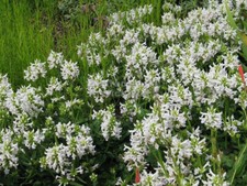 Stachys or Betonica