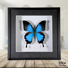 Blue Mountain Swallowtail