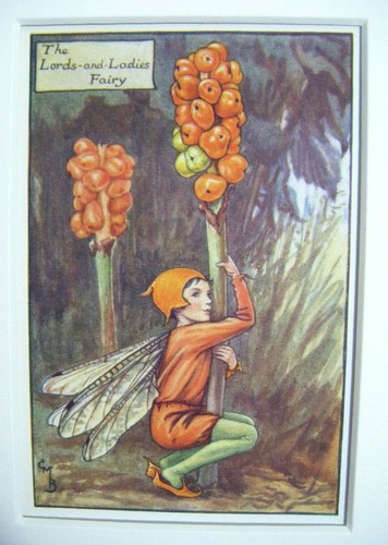 Vintage flower fairies - fairies, print