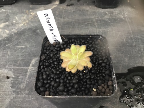 Pinguicula agnata gypsicola - pinguicula,