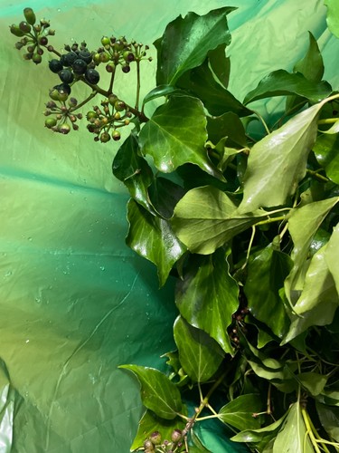Stick insect food mature ivy - food,