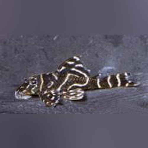L129 colombian zebra - l129, pleco