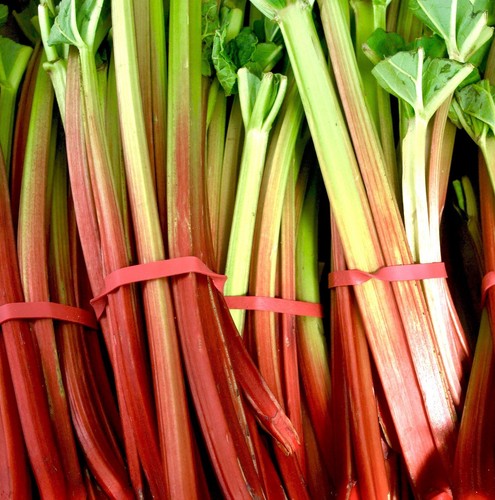 Champagne rhubarb spring - spring, &