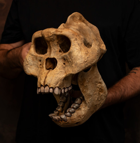 Gigantopithecus skull replica - gigantopithecus,