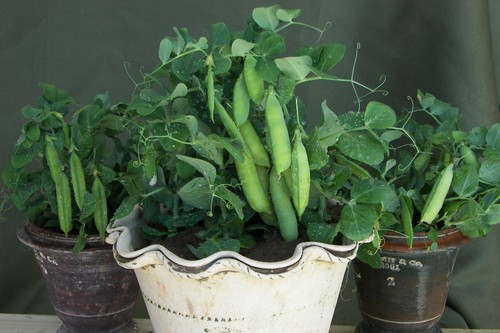 200 organic pea - 200, tom