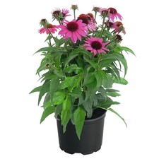 Echinacea pollynation - 3,