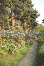 D168761 England. The Royal Horticultural Society Garden. The Pinetum. Burgess. W