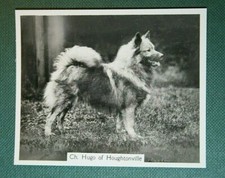KEESHOND   High Quality