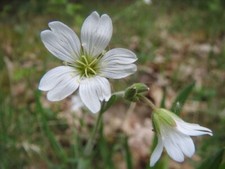 Field Mouse-ear - Cerastium