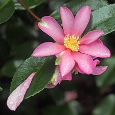 Camellia sasanqua Hugh Evans | 2L Pot | Single Pink Flowers | Autumn Flowering
