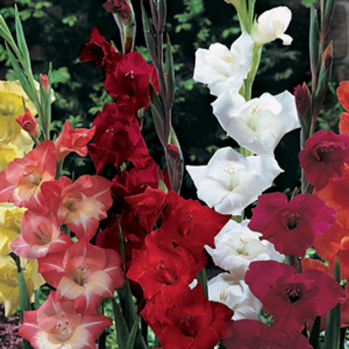 Gladiolus primulinus gladioli - gladiolus,